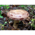 Мицелий Млечника обыкновенного / Гладыш (Lactarius trivialis)